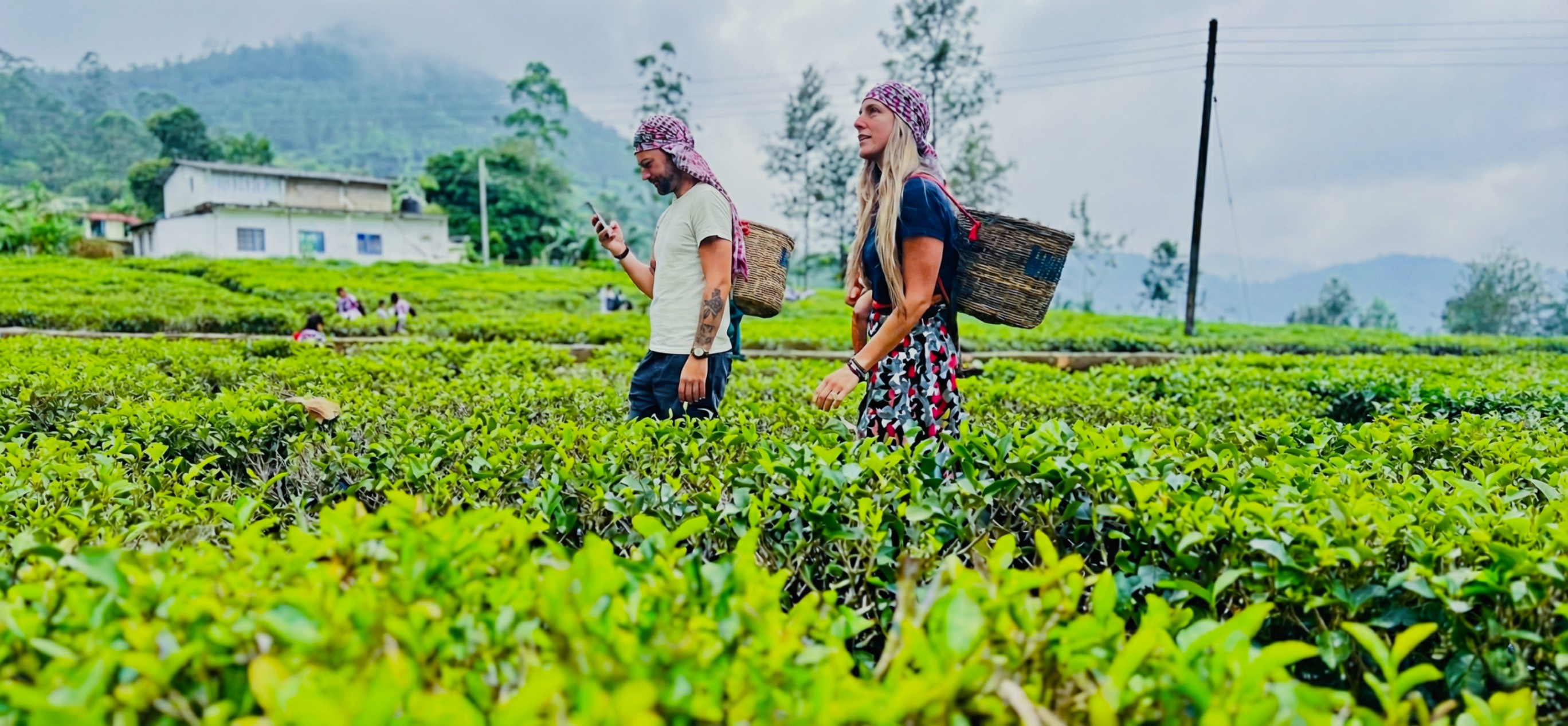 Tea Estate